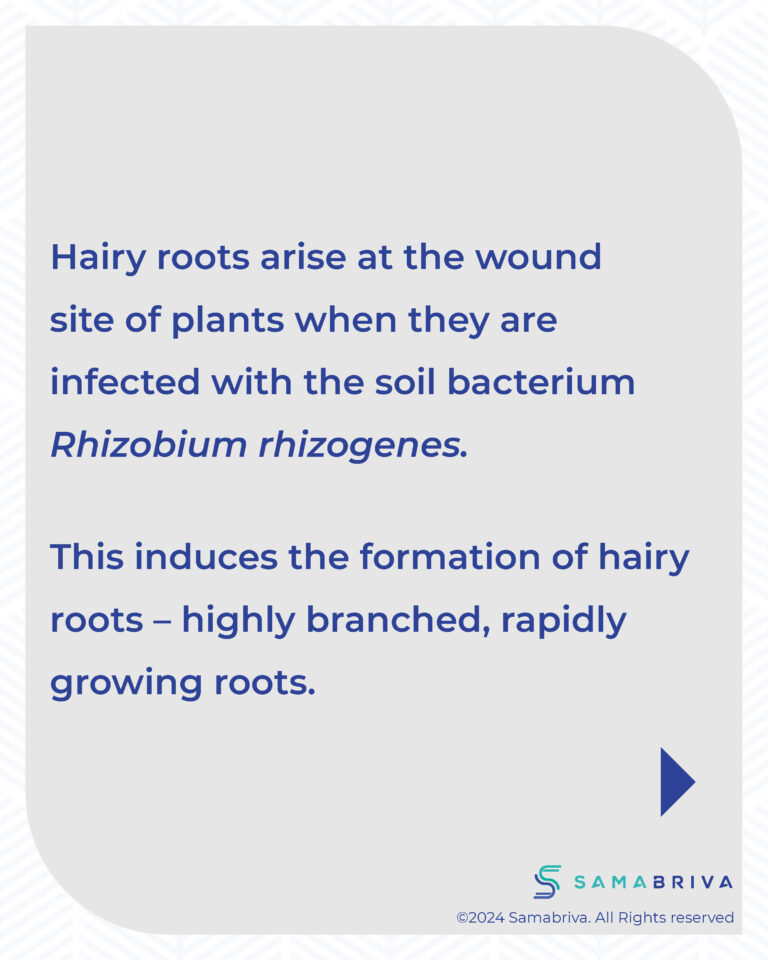 Samabriva Hairy Root Technology_compressed_Page_05