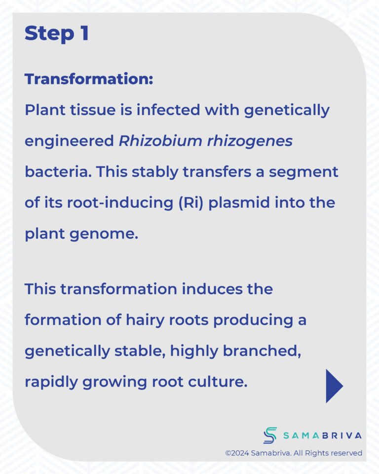 Samabriva Hairy Root Technology_compressed_Page_09