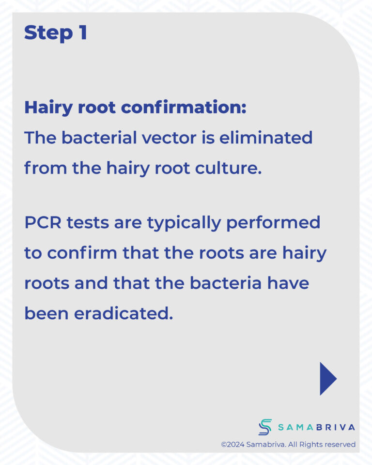 Samabriva Hairy Root Technology_compressed_Page_10