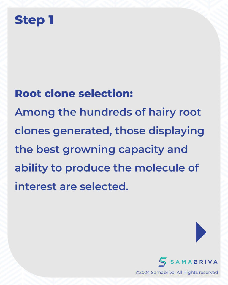 Samabriva Hairy Root Technology_compressed_Page_11