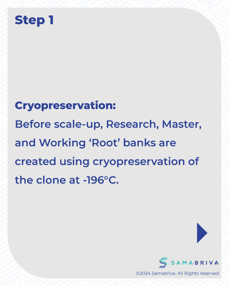 Samabriva Hairy Root Technology_compressed_Page_13