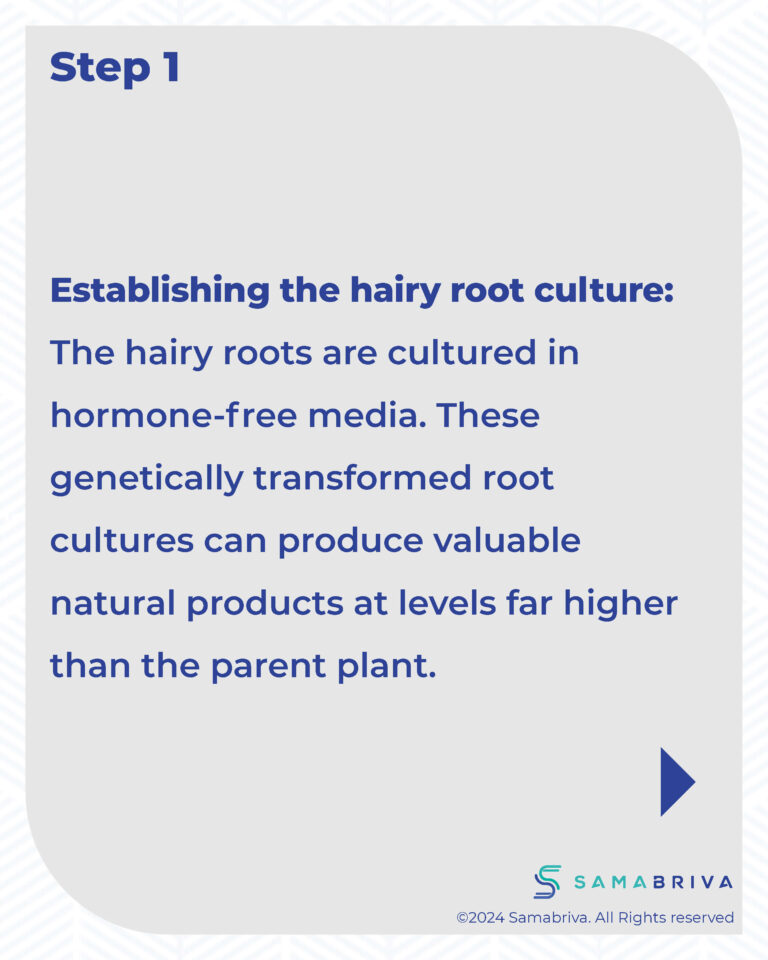 Samabriva Hairy Root Technology_compressed_Page_14